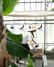 食べごろや保存について