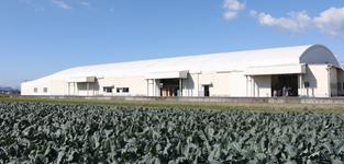 食べごろや保存について