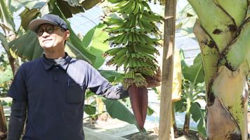 国産無農薬やっちろ汐バナナの生産者だより