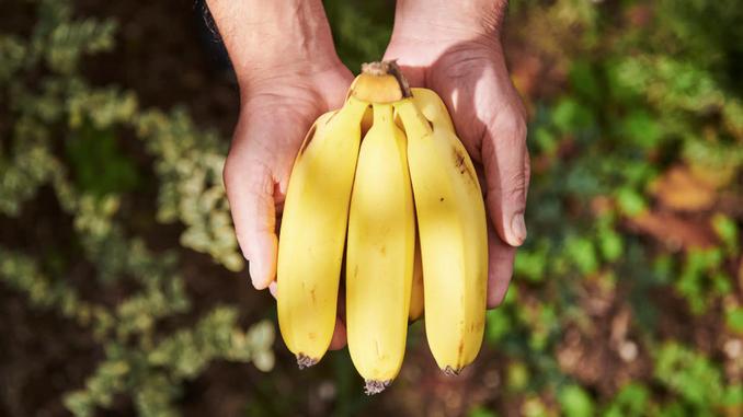 国産無農薬やっちろ汐バナナ