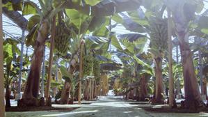 無農薬栽培により丁寧に育て上げます