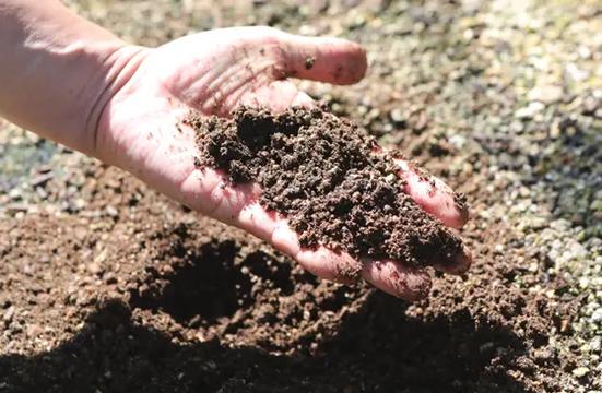 無農薬栽培により､有害な化学物質を避けて栽培される