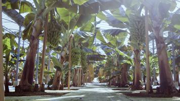 国産やっちろ汐バナナが「無農薬栽培」で育つまで