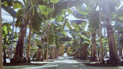 他のバナナとの違い