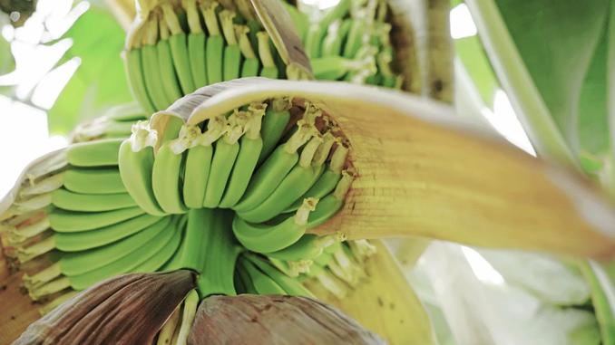 バナナの果実がたくさん