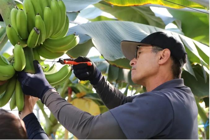 大きさや熟成度合いを見極め