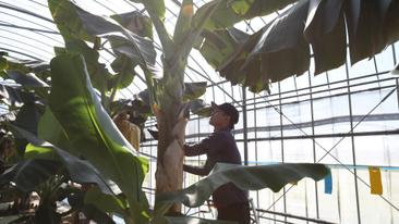 葉の裏にいるハダニは、手作業で取り除きます。