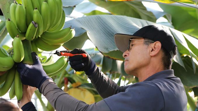 贅沢な味わいのワケ、無農薬栽培