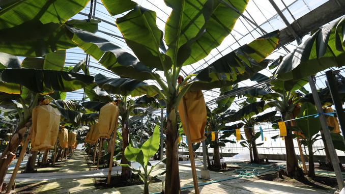 やっちろ汐バナナが育つビニールハウス