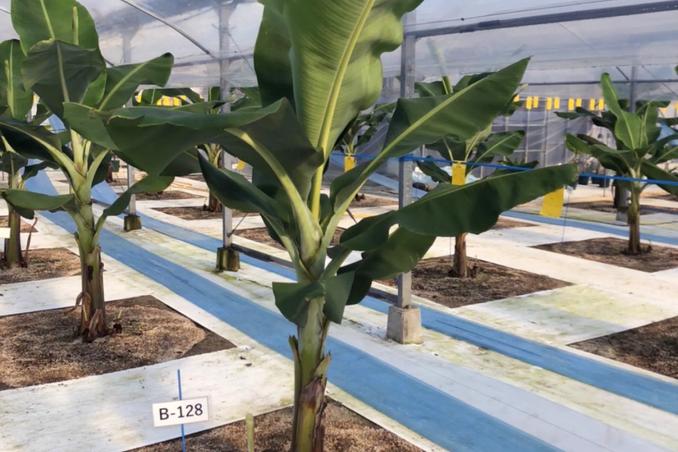 苗植えから1ヶ月