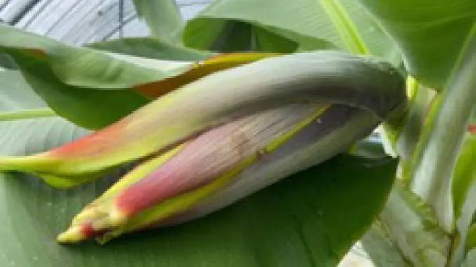 バナナ育成開始から半年ほど咲く「苞（ほう）」