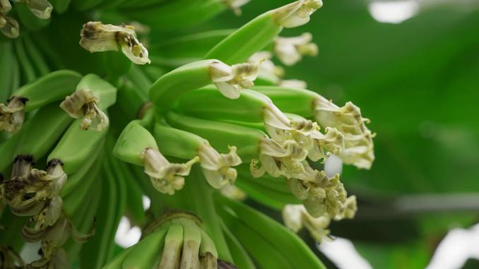 バナナの花の様子、緑色の部分が果実に