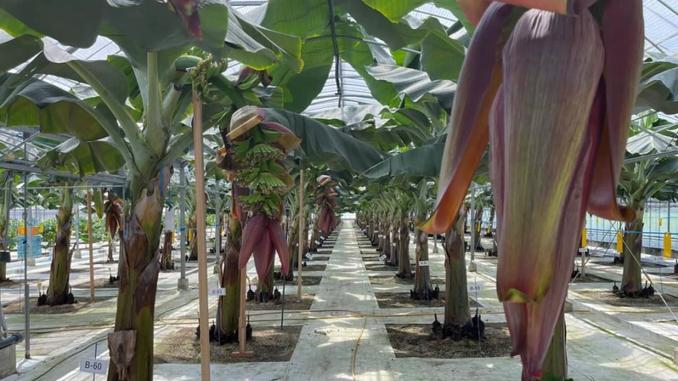 苞が大きくなり地面に近づく