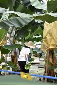 やっちろ汐バナナ