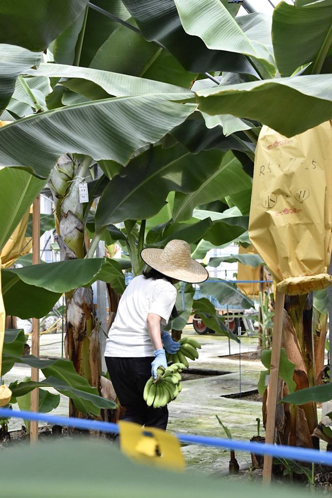 地元の農家による丁寧な栽培管理