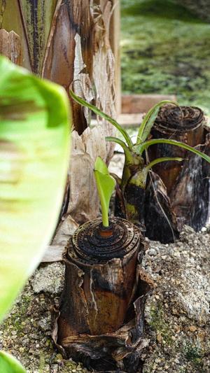 自然豊かな環境の中で丁寧に育てられています