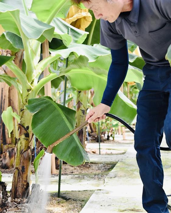 無農薬で育てるこだわりと工夫