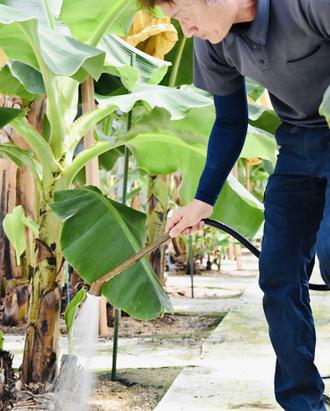 地元八代の農家との密接な協力