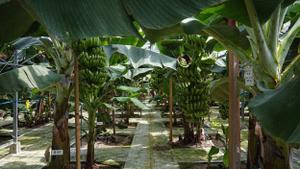 やっちろ汐バナナ 農家の日記：土と共に生きる毎日