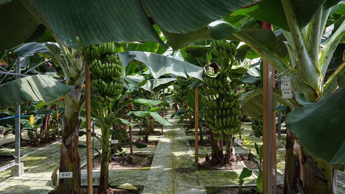 特有の無農薬栽培方法によって､他にはない品質を実現