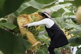 皮ごと食べれるやっちろ汐バナナ