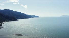 他の国産バナナとの違い