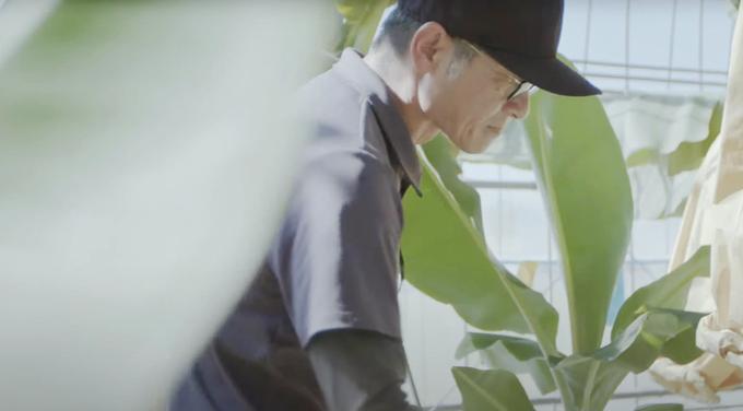 生産者だより やっちろ汐バナナ