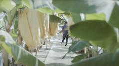 国産無農薬やっちろ汐バナナの ご愛用者さまの声