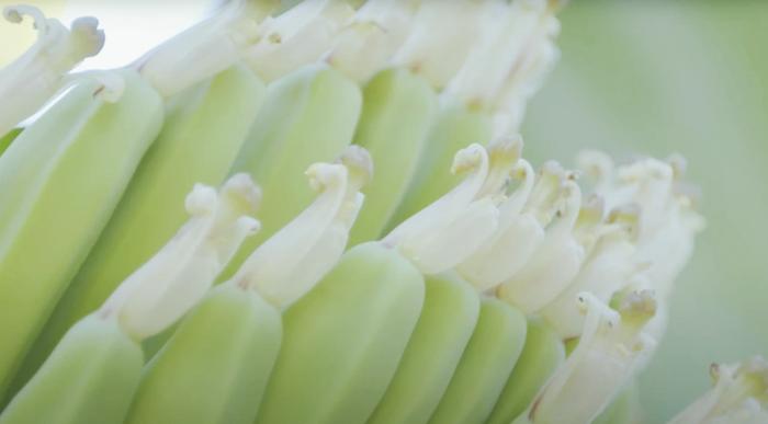 やっちろ汐バナナと美容 自然の恵みで美しく