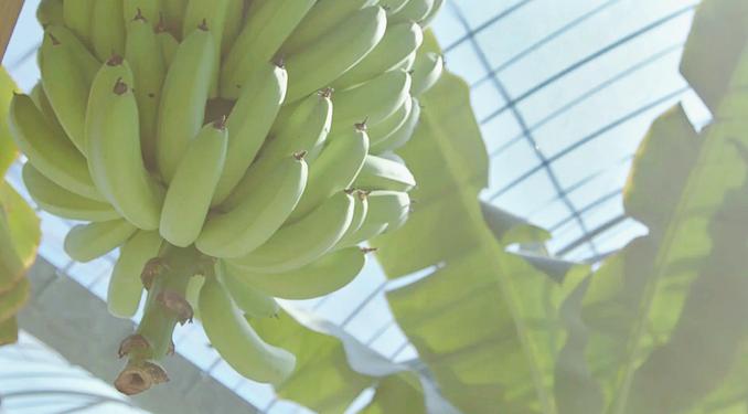 やっちろ汐バナナは特有の甘さとクリーミーな食感を持っています