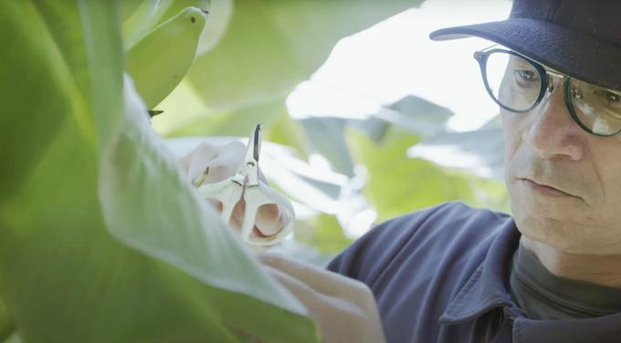 生産者だより 高浪のやっちろ汐バナナ無農薬栽培日記 Vol.1