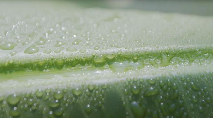 バナナと健康 身体にうれしい恩恵