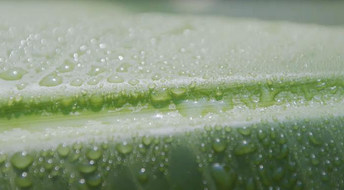 バナナと健康 身体にうれしい恩恵