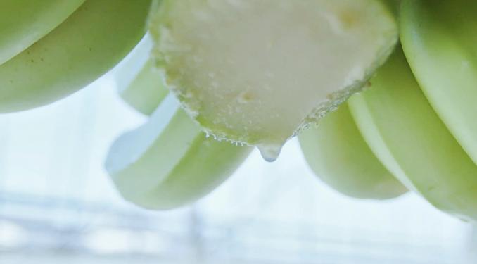 やっちろ汐バナナの独特な栽培環境