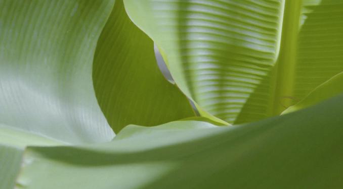 バナナの皮や花や葉も活用できないか?