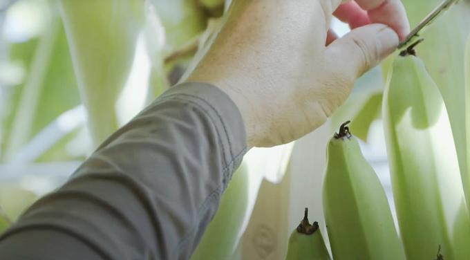 「やっちろ汐バナナ」栽培の日常