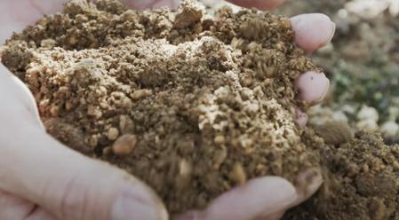 熊本県八代の清らかな自然の中で育てられています